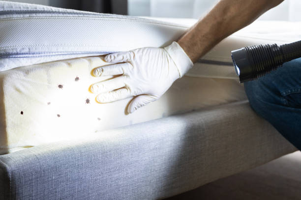 Best Affordable Pest Control Services  in Moraine, OH